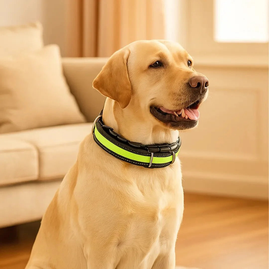 A yellow Labrador Retriever sitting indoors wearing a black and neon yellow reflective anti-pull dog collar.