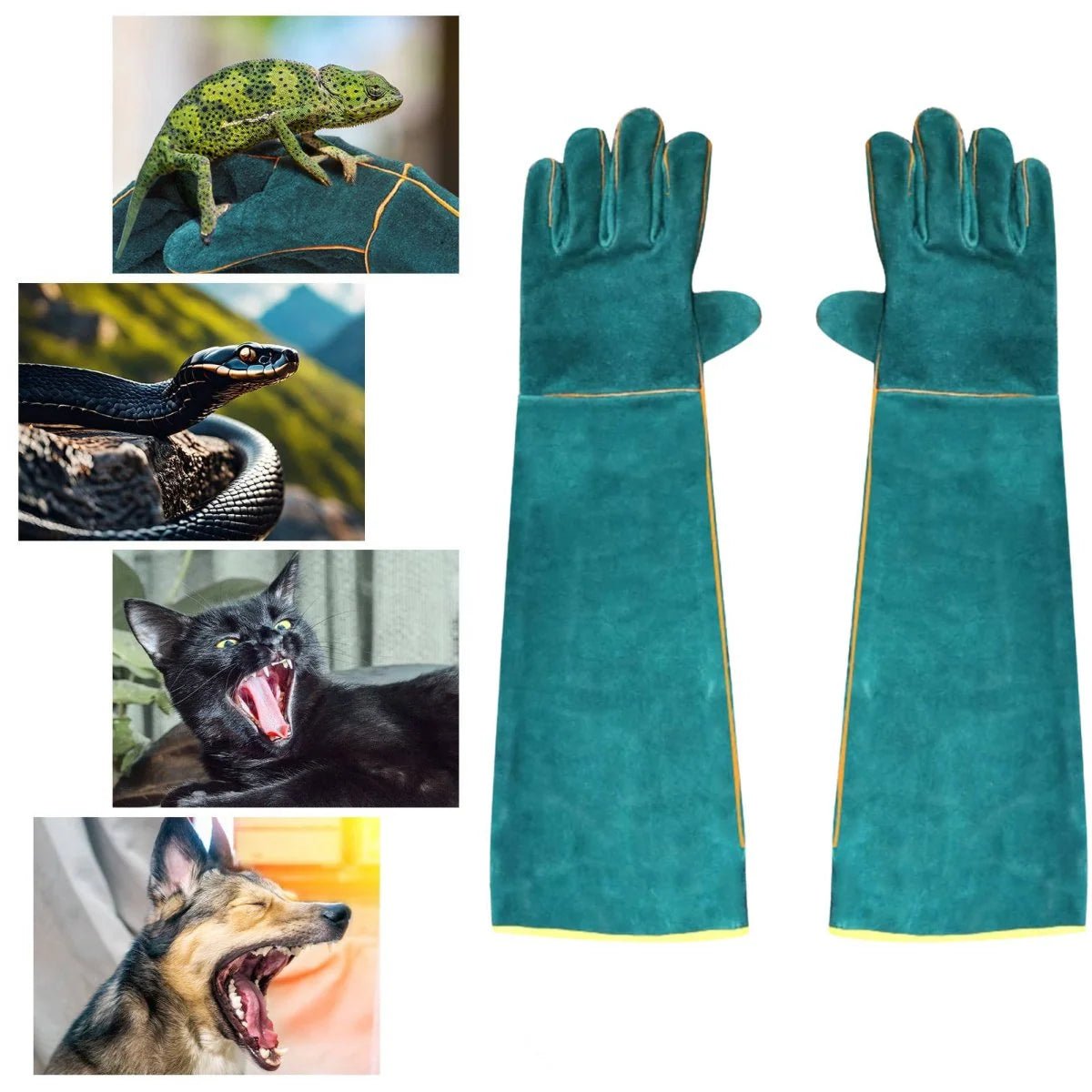 A pair of long, teal-coloured cowhide leather animal handling gloves shown next to images of a chameleon, snake, cat, and dog.