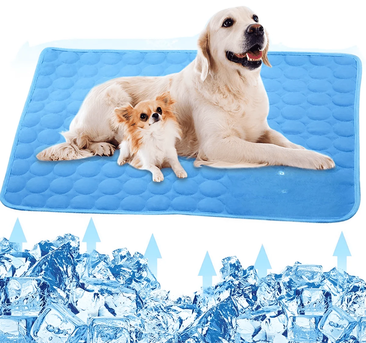 A golden retriever and a small chihuahua resting together on a blue cooling mat above a pile of ice cubes.