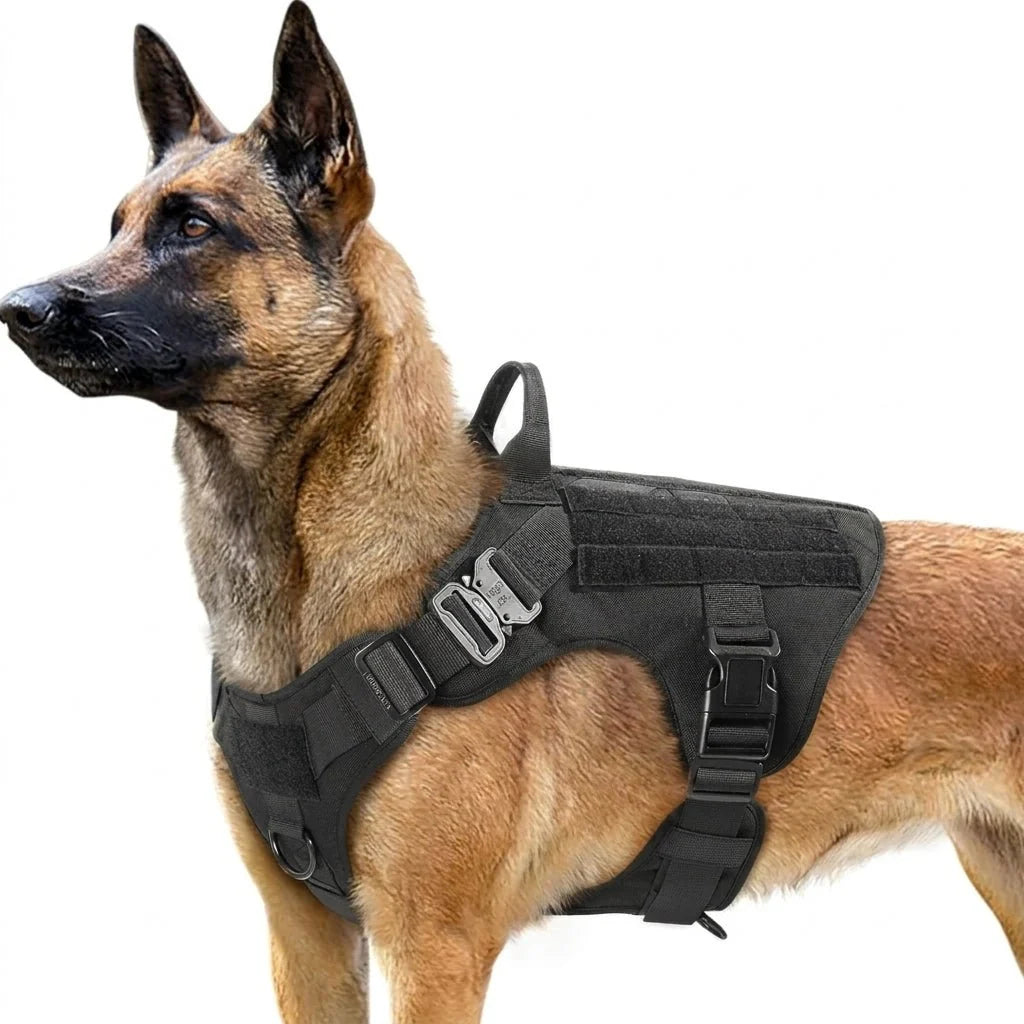 A Belgian Malinois wearing a sturdy black tactical dog harness with a Molle system and metal buckles.