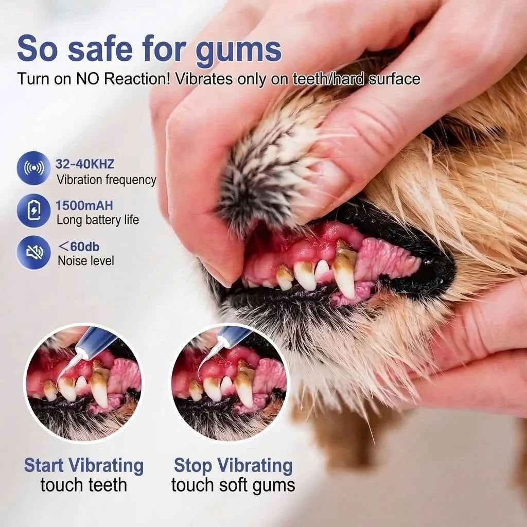A close-up showing a dog's teeth being cleaned with an ultrasonic dental device that vibrates on teeth but stops on gums.